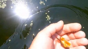 Мои золотые рыбки в бассейне