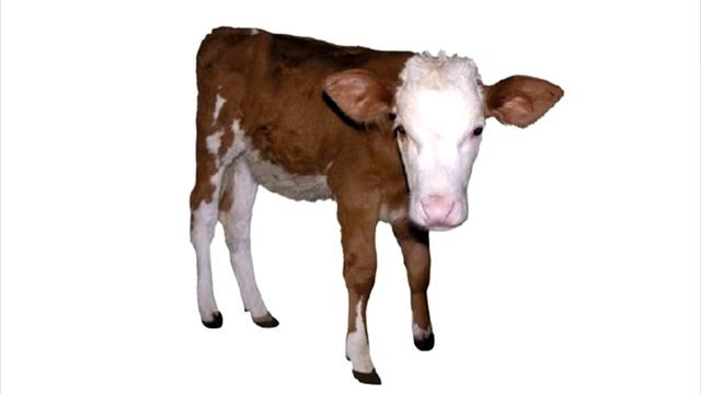 Үй жануарлары1. Домашние животные на казахском.Уроки казахского языка.Уй жануарлары казакша.ИГО-ГО смотреть онлайн