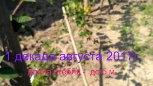 Развитие ежевики Торн Фри в первые годы после посадки. Август 2017 г.