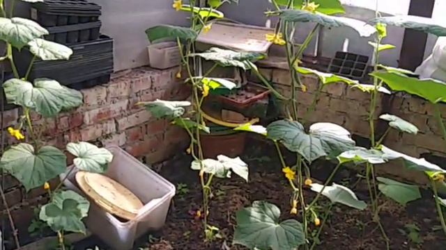 Выращивание огурцов сорта Хрустик в один побег. Сад Копейки смотреть онлайн