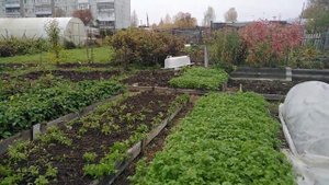 Посадка озимого чеснока в сидераты.