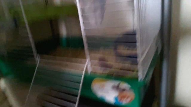 Как моя крыса Энштейн ест вареные креветки смотреть онлайн