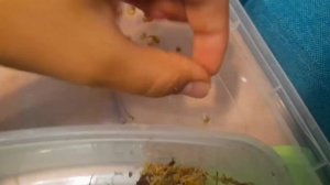 как делать отбраковку улитят улиток ахатин?