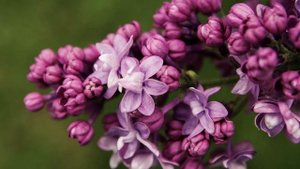 Не делайте так НИКОГДА! Вы же уничтожаете сирень - секрет пышного цветения: будете в шоке!