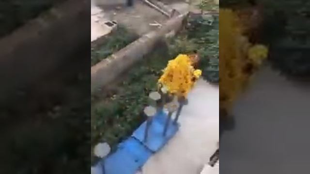 Китайский новый год танец Дракона отгоняющий злых духов