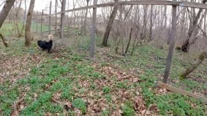 В магазин с Питбулями / Спайк и Колобок встретились лицом к лицу / Мусу побила Багира / Волчата
