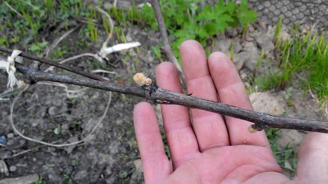 Возвратные заморозки до -4. Положительный результат укрытия .