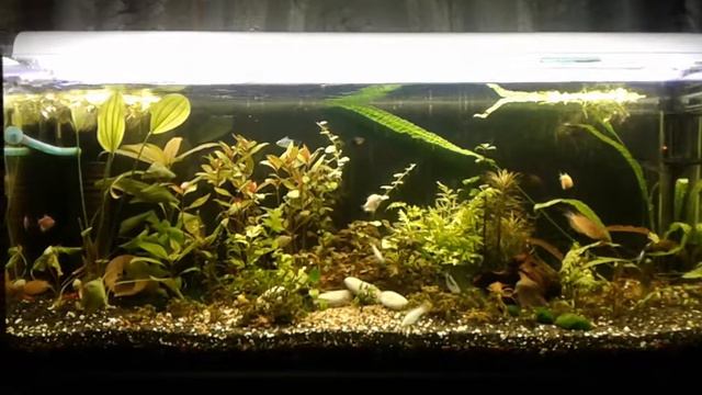 Перезапуск+питательная подложка. смотреть онлайн