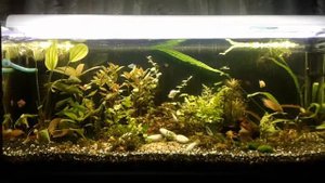 Перезапуск+питательная подложка.