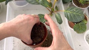 Глоксинии-первогодки и что с ними дальше!?