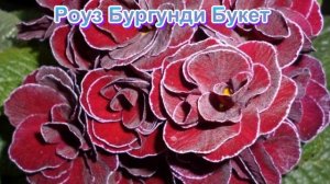 Примула махровая. Сорта зимующие в открытом грунте.