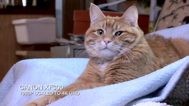 4K Comparison: Canon 5D MKIII vs Canon XF300 vs Canon XC10 смотреть онлайн