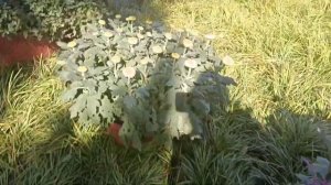 Выставка Хризантем в парке Бэйхай_Скульптуры из Живых Цветов