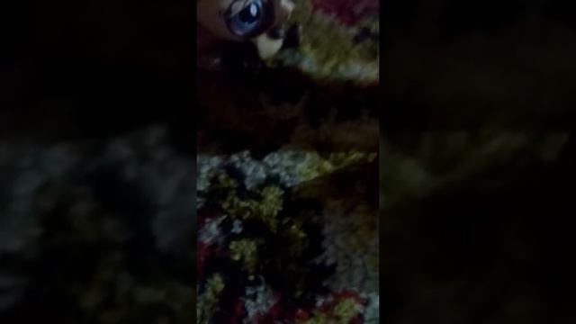 Как Лаки отравился😱 смотреть онлайн