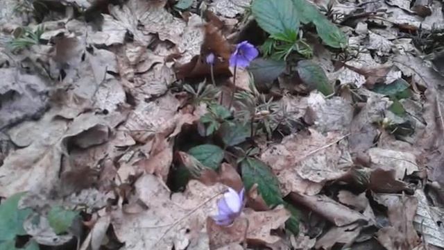 Печёночница благородная (Hepatica nobilis) смотреть онлайн
