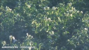 AGROPOLIV.RU   спринклерный полив, оросительные системы