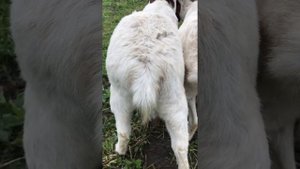 Сравнение бурской и русской козы