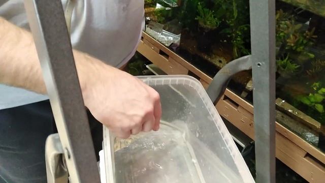 Скалярии отнерестились Спасаем икру смотреть онлайн