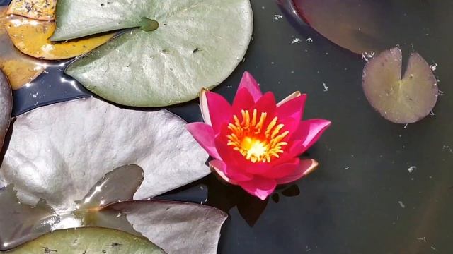 Наши пруды с нимфеями - waterlilia.ru смотреть онлайн