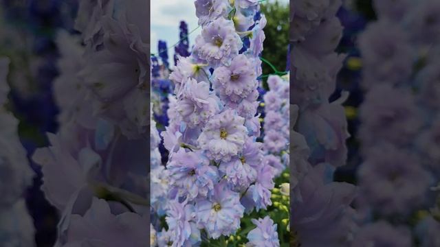 Сиренево-голубой с зелеными точками