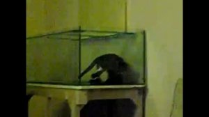 Кошки и аквариум