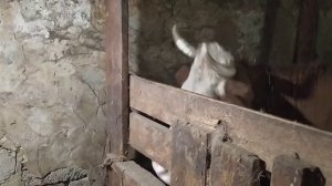 Отёл коровы 19.03.23г.