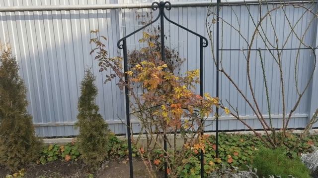 Опора для розы Розариум ютерсен и насыпной пирог с творогом. Рецепт в описании. смотреть онлайн