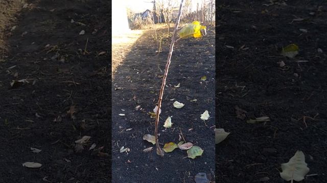 Колоновидные деревья:плодоношение,температ.режимы,стоимость. смотреть онлайн