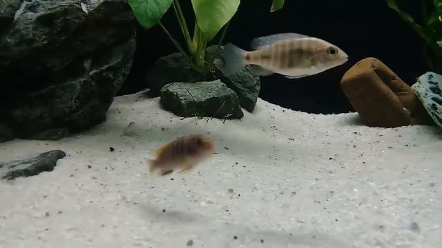 Почему поменялось население в аквариуме? смотреть онлайн