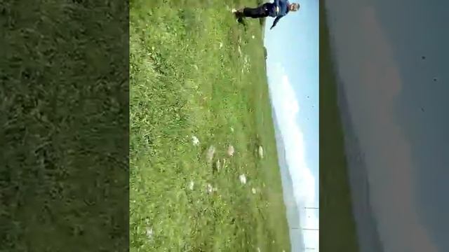 Поездка за полевыми опятами за инкубатор смотреть онлайн