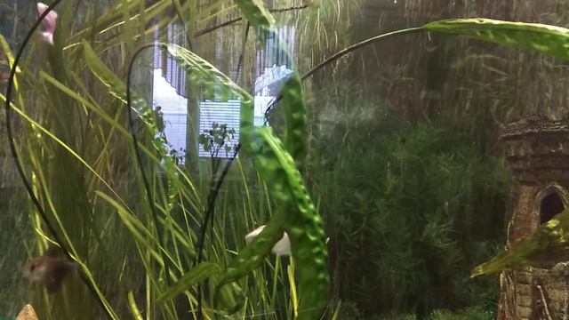 Обзор моего аквариума. смотреть онлайн