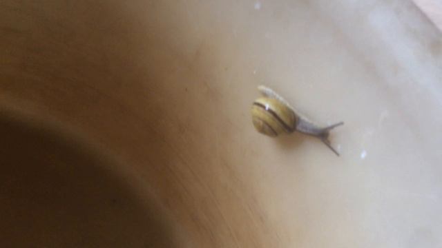 Кот Шелдон и улитки // Cat plays with snails смотреть онлайн