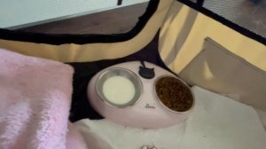 Принимала роды у кошки