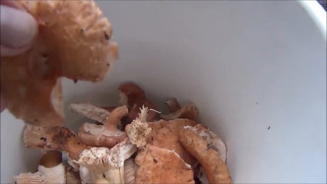 Sienet - Karvalaukku, Lactarius torminosus смотреть онлайн