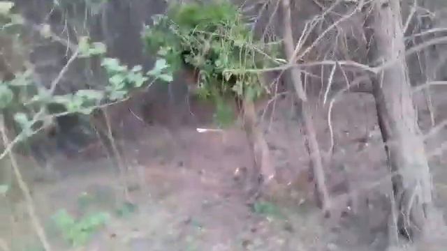 Роеловство 2020. Начало растановки роеловок. смотреть онлайн