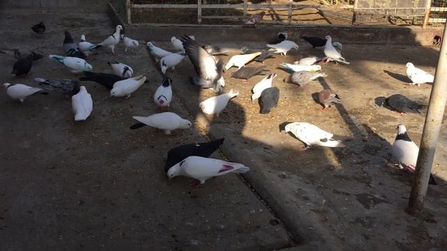 #Pigeon.Как приучить новых голубей! смотреть онлайн