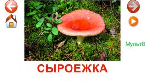Учебные Карточки для детей #Домана Грибы на канале #Мульт8