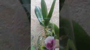 Орхидеи без грунта и полива