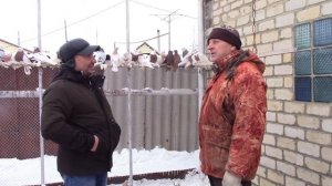 Узбекские бойные голуби Лебзак Владимира / Варненский район Челябинская область, 2022г
