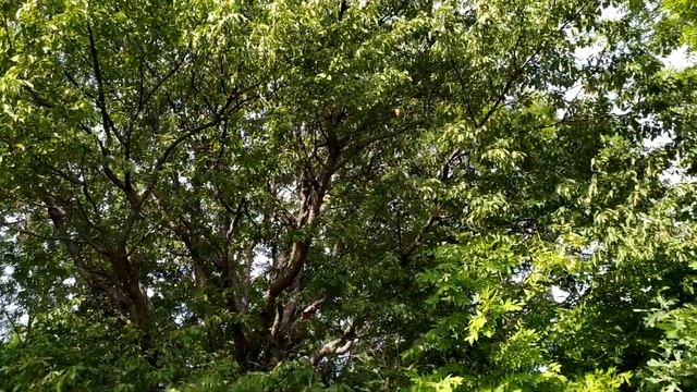 Птичья вишня или лесная черешня смотреть онлайн