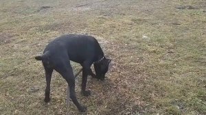 ПРОГУЛКА С КАНЕ КОРСО 6 МЕСЯЦЕВ