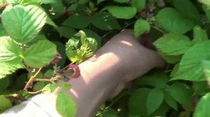 В лес за малиной.Много малины.Новая рубрика!!!