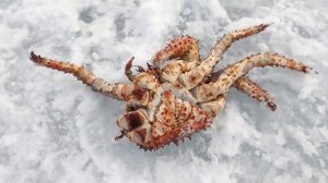 Крабалка в крабовом эльдорадо! Подводная съёмка / Okhotsk Sea Ice Crabbing!