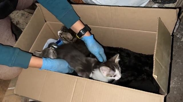 Подбросили котят. Пытались не спалиться