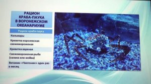 Содержание японского краба паука в условиях Воронежского океанариума