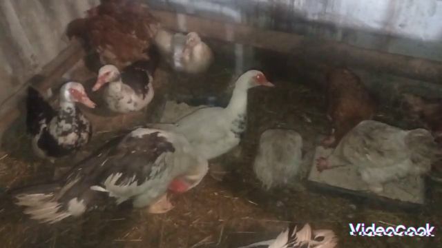 #Мои куры и мускусные утки #Вчера моим индоутятам было 3 месяца# Вес моих индоутят в 3 месяца смотреть онлайн