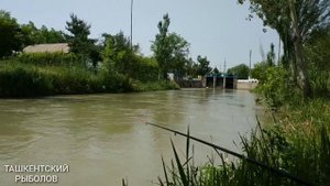 Ловля Маринки в Узбекистане на Тутовник. РЫБАЛКА в Ташкенте.