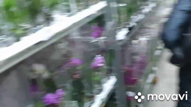 Обзор орхидей и горшков на базе " FLOREVILLE"