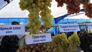 СТЕНД ОЛЕГА ЩЕННИКОВА. ИЗЮМСКИЙ МУСКАТ - ВКУСНЯШКА!