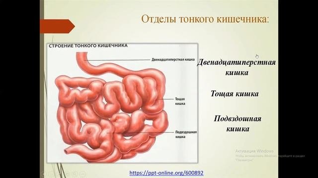 физиология пищеварения